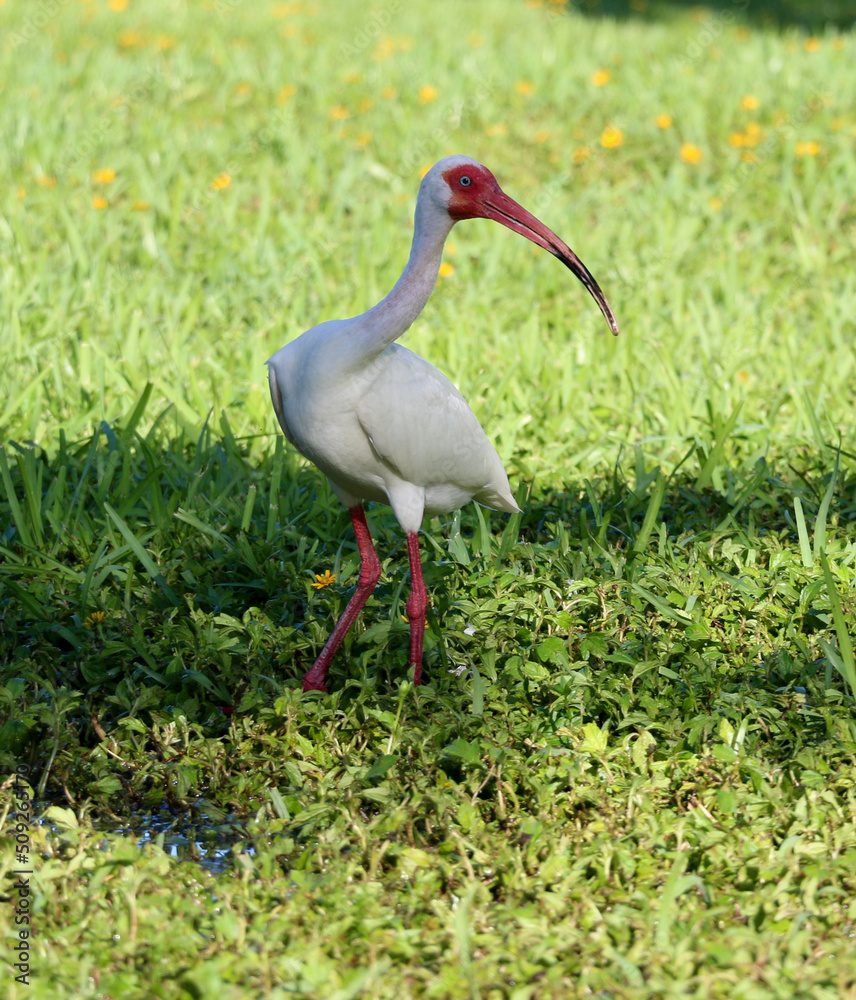 Fototapeta premium A white ibis in the grass.
