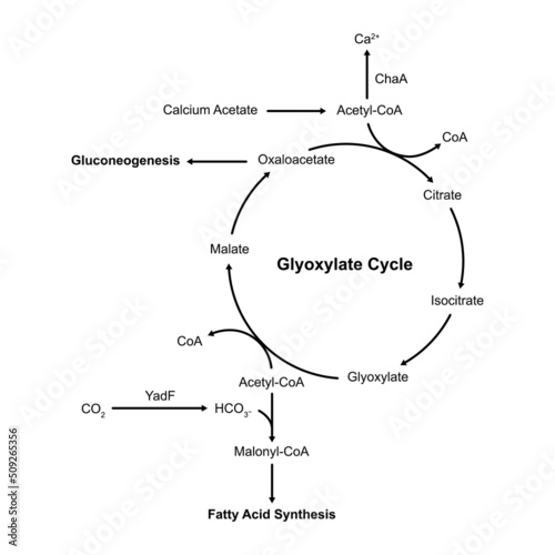 Simple Designing of Glyoxylate Cycle. Vector Illustration.