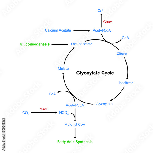 Simple Designing of Glyoxylate Cycle. Vector Illustration.