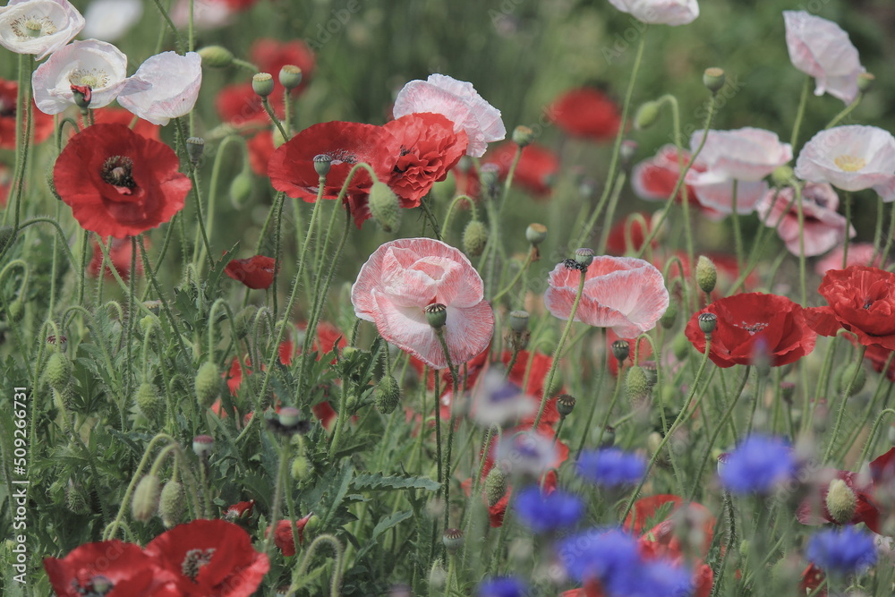Fototapeta premium トピーの花がとても綺麗。農家の方が個人的に植えられているそうです。