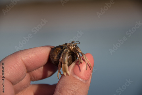 hermit crab in hand