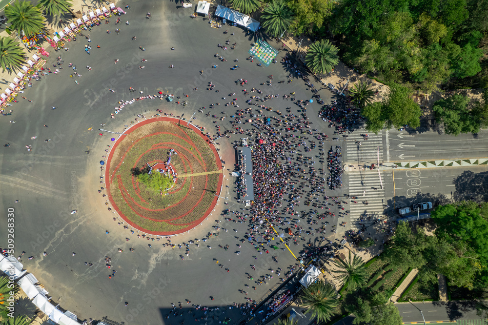 Aerial top view of ahuehuete tree Guardian of Missing Persons Mexico ...