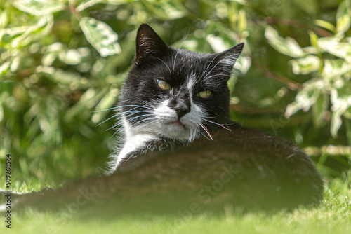 Portrait of a beautiful black and white tabby cat in a garden in summer outdoors, felis catus
