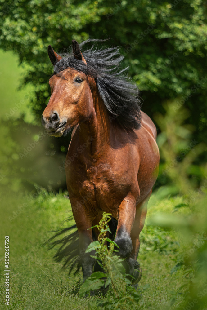 Portrait of a bay south german draft horse on a pasture in summer outdoors Portrait of a bay south german draft horse on a pasture in summer outdoors