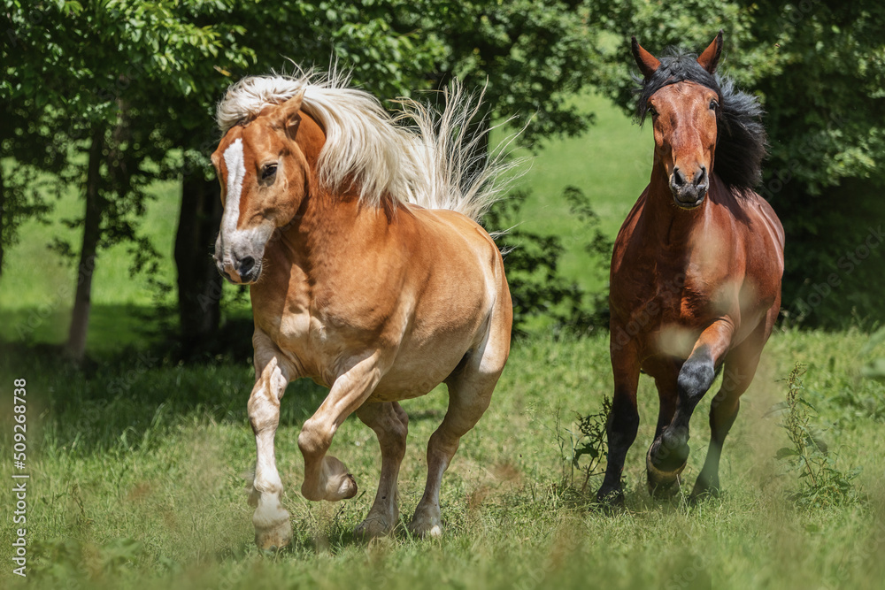 Fototapeta premium Portrait of a pretty haflinger horse gelding on a pasture in summer outdoors