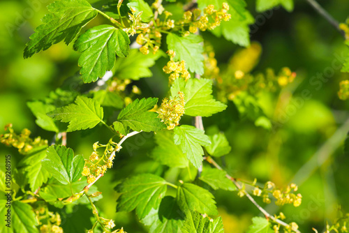 Alpine currant flowering in spring garden. Ribes alpinum