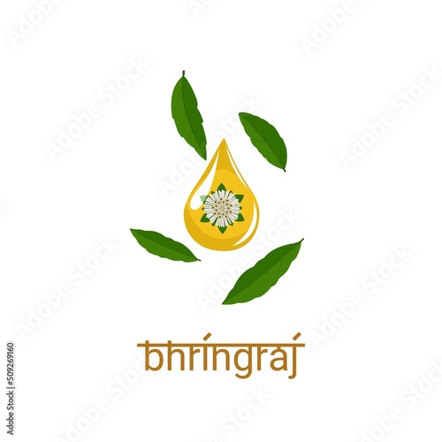 Oil drop with leaves and flowers of Eclipta Alba or Eclipta Prostrata. in india it is called as bringraj. Bhringraj typography. suitable for product packaging labels. vector illustration.