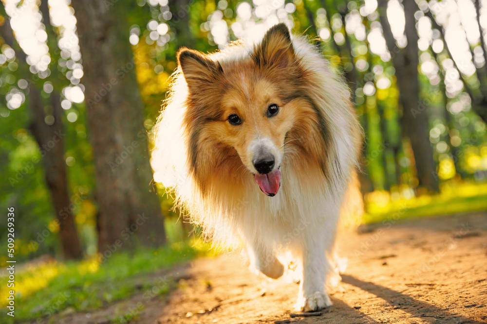 Sable sheltie - shetland sheepdog is walking in a park. Sable sheltie - shetland sheepdog is walking in a park.