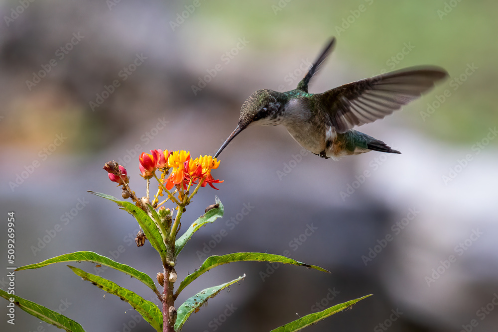 Fototapeta premium hummingbird feeding on flower