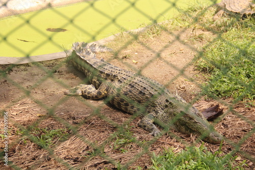 Crocodile, Davao Crocodile Park, Philippines