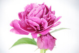Close up of a bright pink peony flower isolated on a white background
