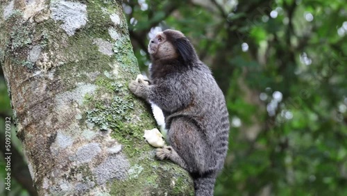 Monkeys on a tree. Several monkeys are watching from the tree. Little monkey marmoset. The smallest primates. Humanoid apes. Funny, fluffy, cute monkeys. photo