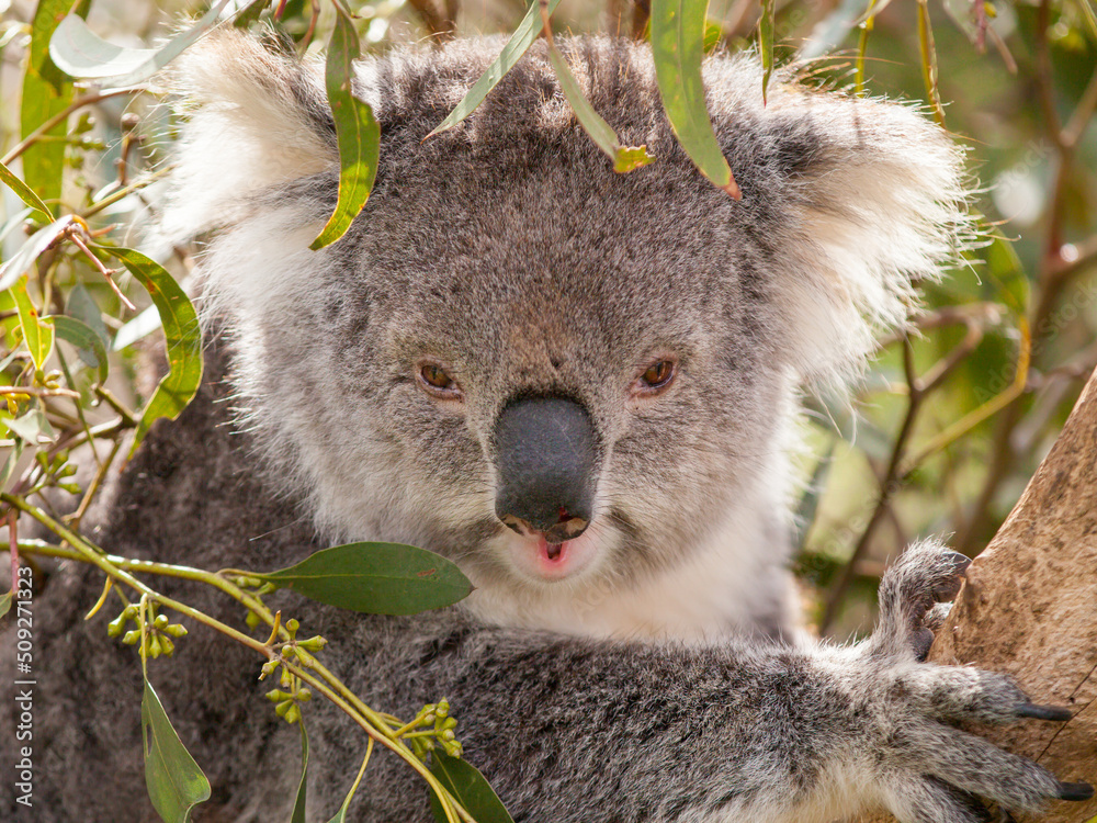 Obraz premium Koala face frontal