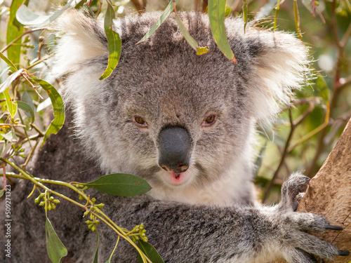 Koala face frontal