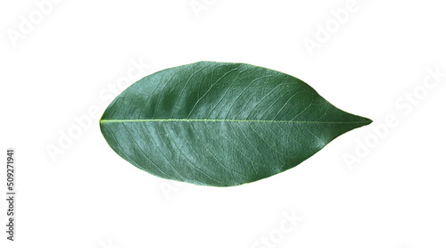 Isolated pterocarpus macrocarpus leaf with clipping paths.