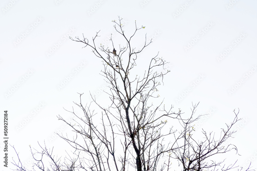 Fototapeta premium tree without leaves Two birds perched on the branches. The background is a dull white sky