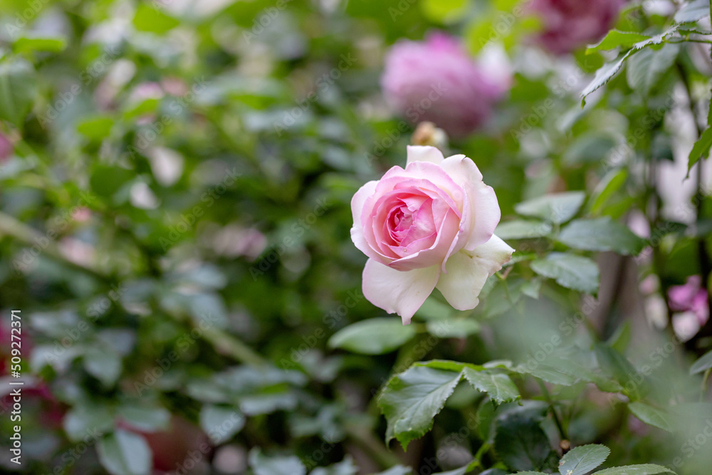Chinese roses in full bloom in the park Chinese roses in full bloom in the park