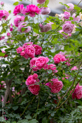 Chinese roses in full bloom in the park