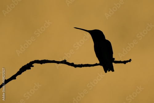 Hummingbird Sillouette photo