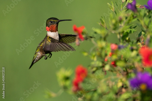 A Ruby-throated Hummingbird Viewing Flowers for more Nectar