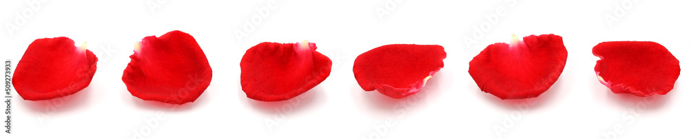 red rose petals isolated on a white background. red rose petals isolated on a white background.