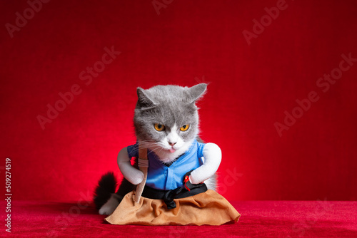 a british shorthair cat wears a Japanese girl cosplay costume © Freer