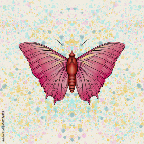 Mariposa roja y rosada con matices amarillos. Fondo salpicado. Insecto volador sobre fondo de acuarela decorativa. photo