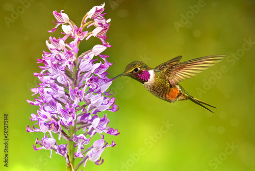 Tiny hummingbird with long wings and bill and bright red throat photo