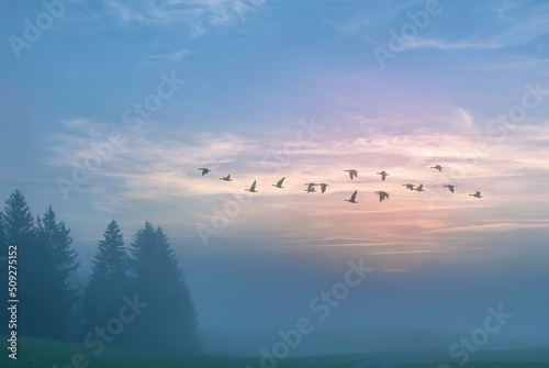 Autumn landscape birds fly in the fog © mbolina