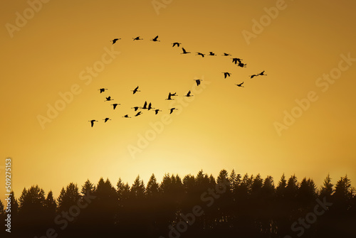 Birds Fly in V Formation following the leader