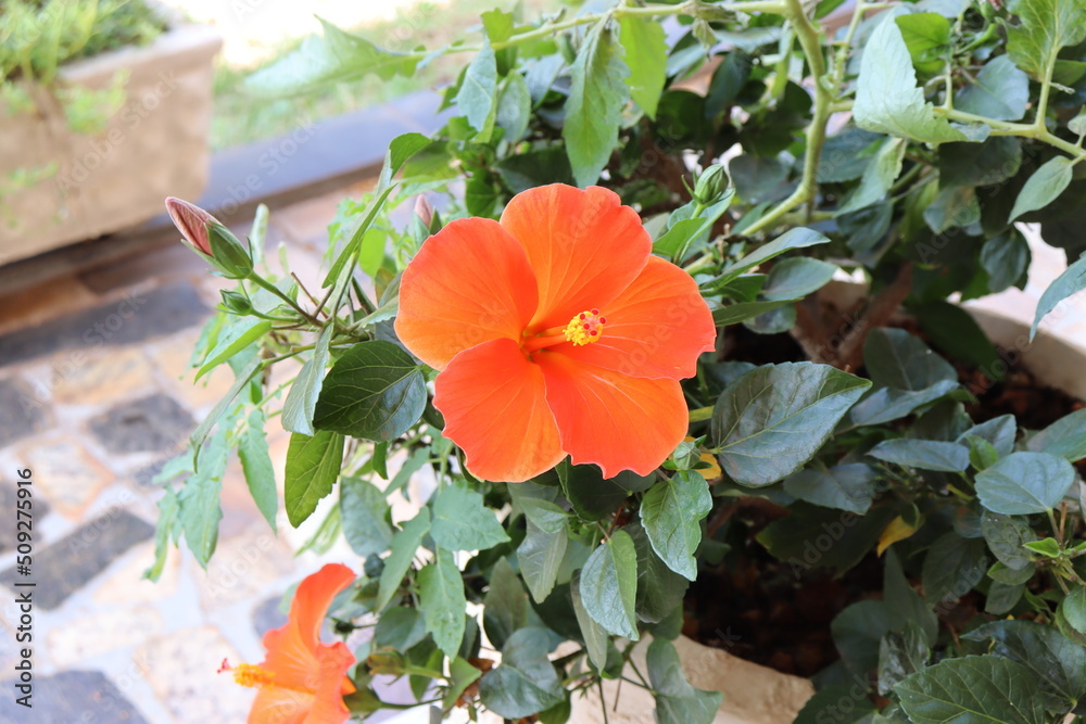 Uma flor de hibisco vermelho em um vaso de jardim
Uma flor de hibisco vermelho em um vaso de jardim