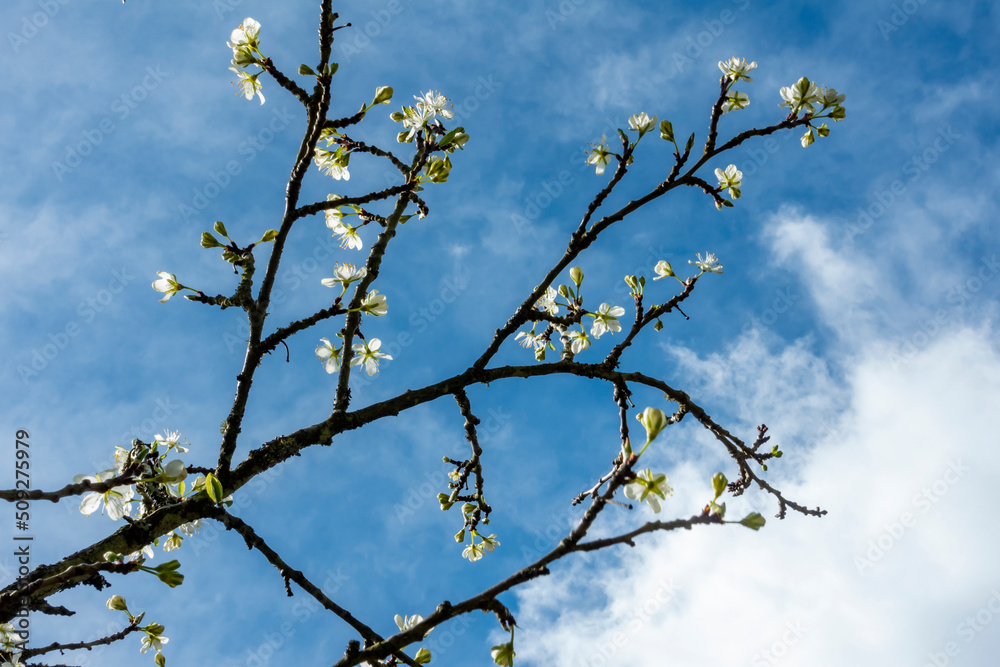 Budding cherry plum tree against springtime sky Budding cherry plum tree against springtime sky