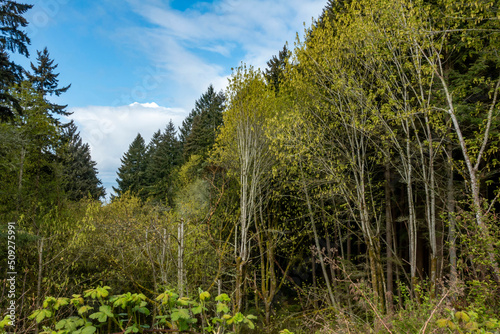 Springtime woodlands and blue sky in Pacific Northwest