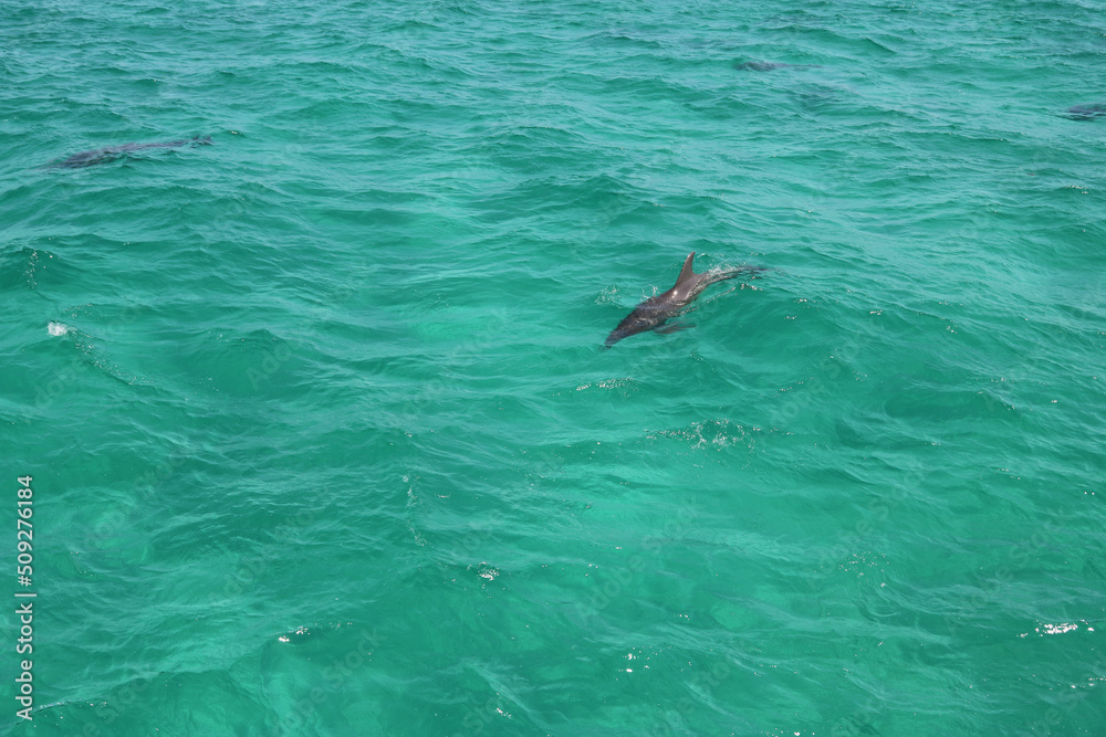 Obraz premium dolphin swimming in the ocean
