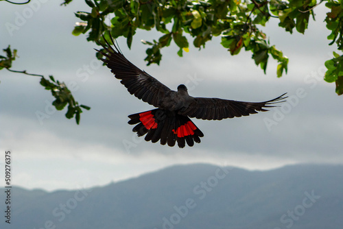 wild red tail black cockatoo  photo