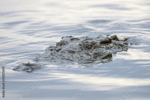 Close-up of an American Crocodile in Tárcoles River