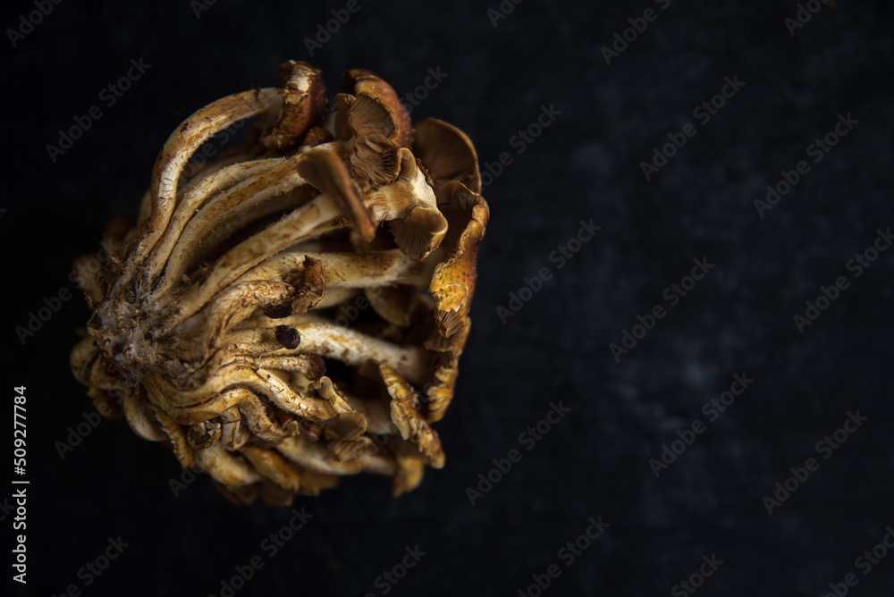 Side view of back and side of cinnamon cap mushroom on a dark background Side view of back and side of cinnamon cap mushroom on a dark background