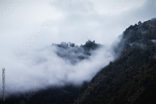 Patagonian forest covered in fog