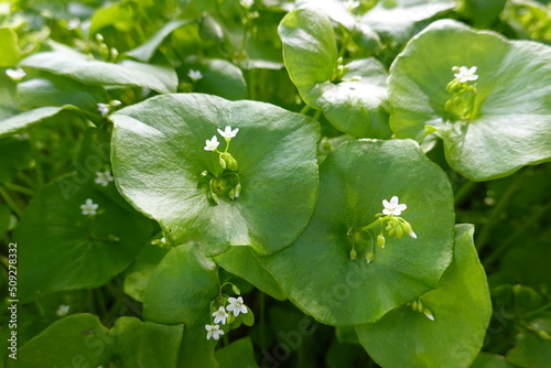 Miner's lettuce is a small, herbaceous, slightly succulent annual plant of early spring. © LifeisticAC