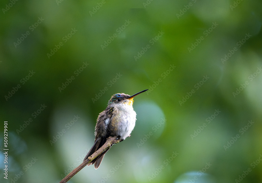 Fototapeta premium Hummingbird