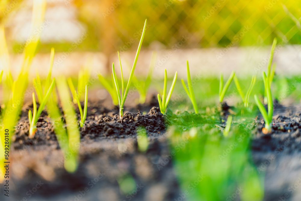 Young green leaves of green onions close-up on a garden bed at sunrise Young green leaves of green onions close-up on a garden bed at sunrise