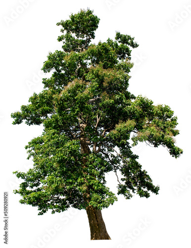 Isolated tree on a completely isolated white background. Beautiful tree, suitable for use in architectural design or decoration. Applies to natural articles both in print and on the web.