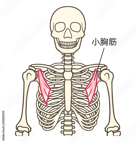 小胸筋、上肢帯の筋肉、名称あり
