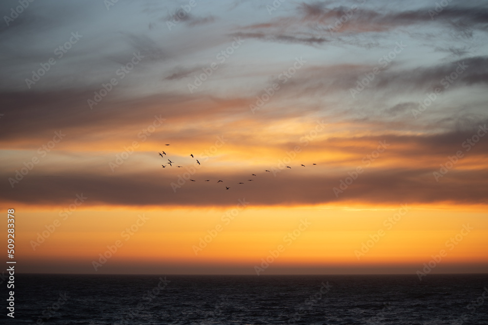 California Sunset Birds