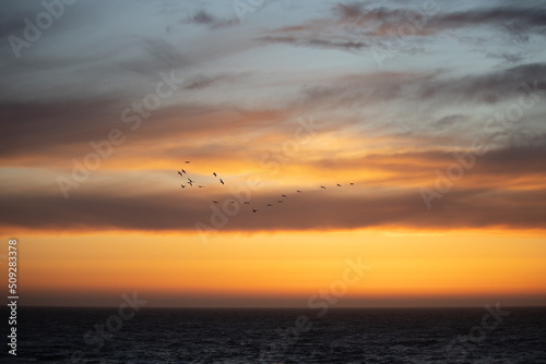 California Sunset Birds