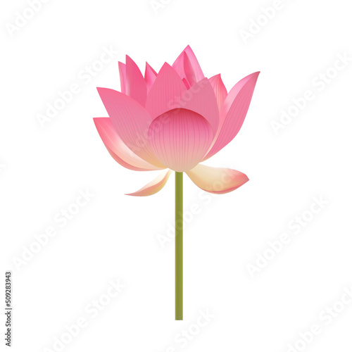 Pink lotus on a white background vector illustration