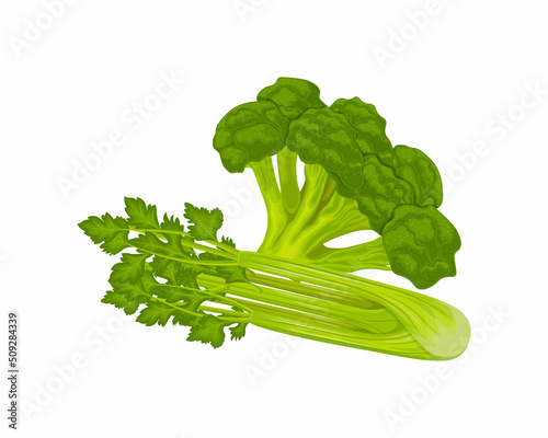 Broccoli and celery. Fresh green vegetables. Vitamin vegetarian products. Ripe celery and broccoli. Vector illustration