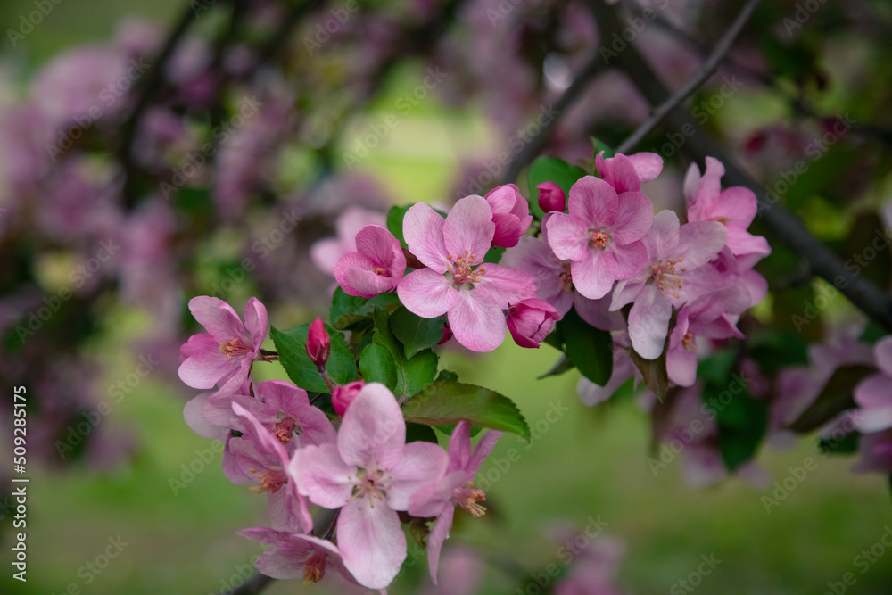 Pink flowers of an ornamental apple tree in the park Pink flowers of an ornamental apple tree in the park