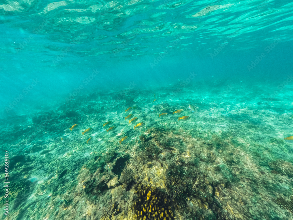Fototapeta premium Underwater at the beach on the island