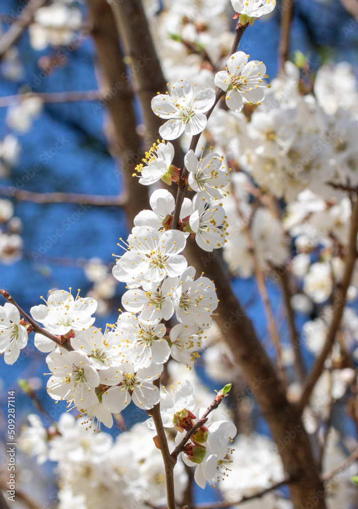 White cherry flowers, spring nature. White cherry flowers, spring nature.